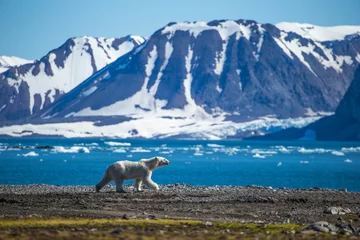 Selbstklebende Fototapete Eisbär Eisbär in Südspitzbergen.