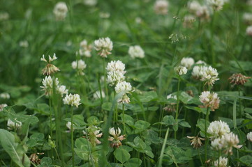 White clover and green grass 