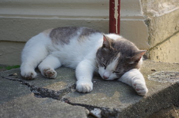Sleeping cat