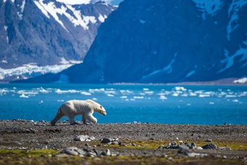 Abwaschbare Fototapete Eisbär Eisbär in Südspitzbergen.