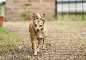 Cute dogs indoor and outdoor in winter in Argentina