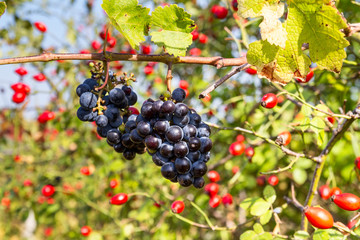 Bunch of grapes (Vitis vinifera) on background of rose hips in the autumn rays of the sun, close-up