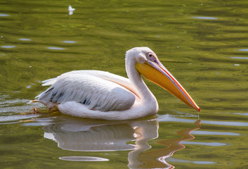 The white pelican (Pelecanus onocrotalus), also known as the eastern white pelican or rosy pelican, close-up