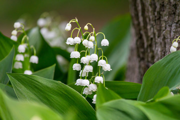 Lily of the valley (Convallaria majalis), blooming in the spring forest, close-up - obrazy, fototapety, plakaty