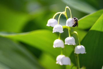 Lily of the valley (Convallaria majalis), pollinated by bee in the spring forest, close-up