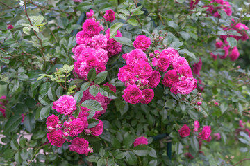Obraz premium red climbing rose in blossom