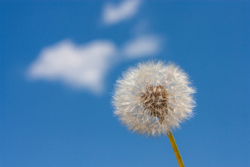 Dandelion (Taraxacum officinale) in the rays of spring sun against the sky, close-up