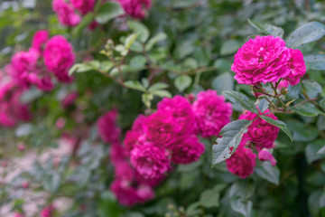red climbing rose in blossom