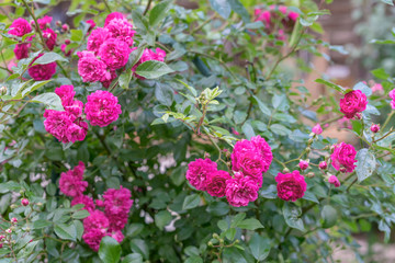 Obraz premium red climbing rose in blossom