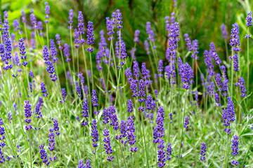 blooming lavender in a rock garden
