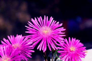 Obraz premium Purple Flowers