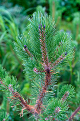 the top of mugo pine with young cone