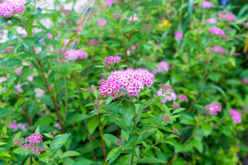 spirea japonica little princess in blossom
