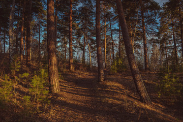 Beautiful pine forest in summer