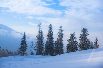 Winter in Carpathian Mountains