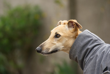 Portrait of a beautiful greyhound outdoor in winter