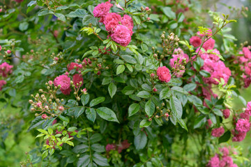 red climbing rose in blossom