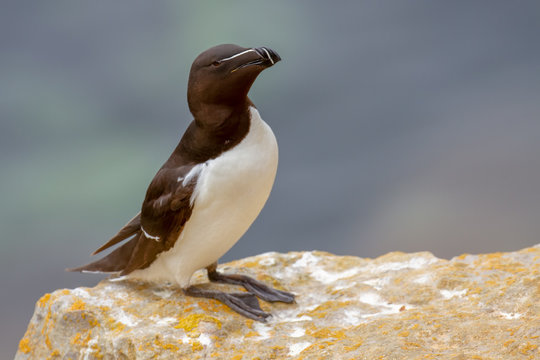 Razorbill (alca torda) perched on Pembrokeshire Cliff Ledge