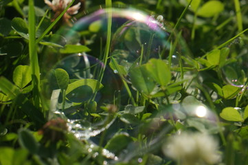 soap bubbles on the grass