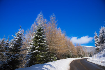 Winter snow trees