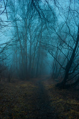 Obraz premium Mistyczny las we mgle