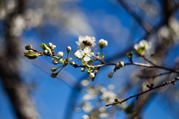 spring flowering trees. Apple trees in bloom. White flowers against the blue sky. Apple orchard.