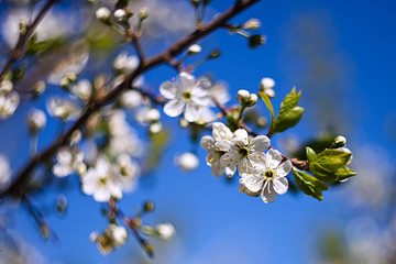spring flowering trees. Apple trees in bloom. White flowers against the blue sky. Apple orchard.