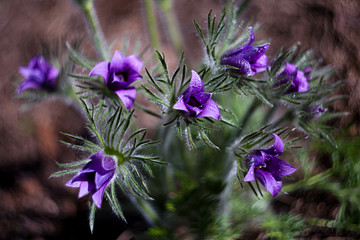 spring, spring, summer, May, April, white, sky, sky, aroma, buds, leaves, trees, romance, joy, russia, nature, trees