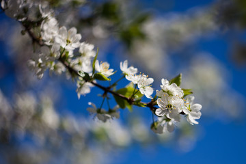 spring flowering trees. Apple trees in bloom. White flowers against the blue sky. Apple orchard.