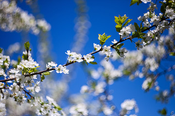 spring flowering trees. Apple trees in bloom. White flowers against the blue sky. Apple orchard.