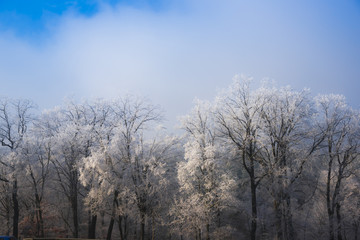 Winter landscape