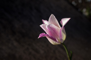 Purple tulip on a dark textured background closeup