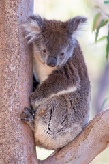 A cute koala in australia.