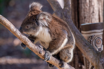A cute koala in australia.