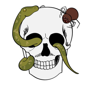 Skull with snake and spider creeping on it.