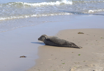 Fototapeta premium Seal lying on its side