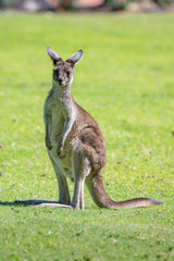 Kangaroo in National Park.