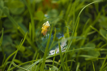 soap bubbles on the grass