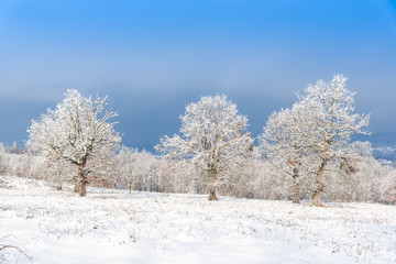 Fototapeta premium Winter landscape