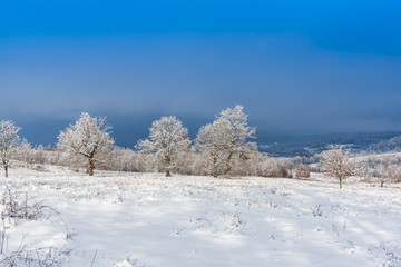 Fototapeta premium winter landscape with trees and blue sky