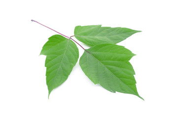 Maple green leaves isolated on white background.