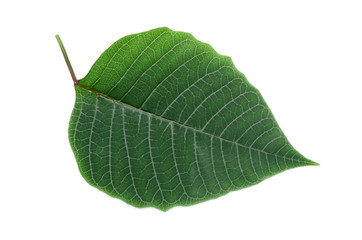 Green leaves of tree isolated on white background.