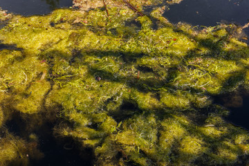 Green algae in the water surface