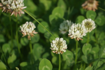 White clover and green grass 