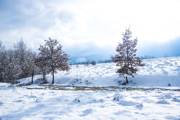 Fototapeta na wymiar Oak trees in the winter