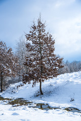 Oak trees in the winter