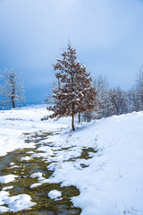 Winter landscape