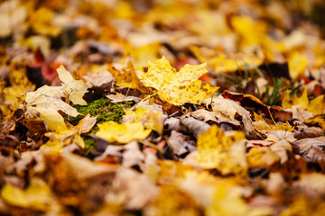 A bed of fall leaves in the middle of the woods