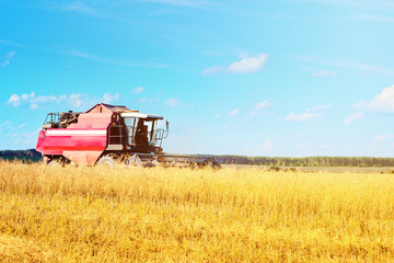 Combine harvester agriculture machine harvesting ripe wheat in farm field