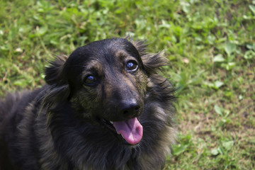 black homeless dog on the street